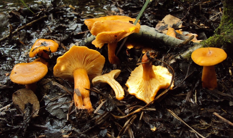 Lactarius decipiens?